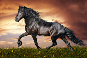 ������ƴͼ