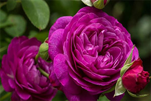 ��ɫõ��ƴͼ