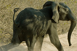 ����ƴƴ��