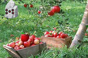 ����ƻ��ũ��