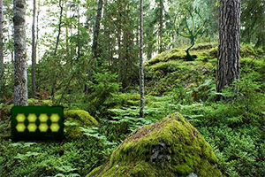 �̵�ɭ������