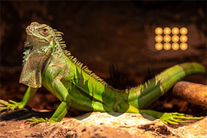 ��Ԯ����������