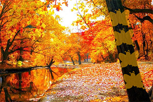 �＾ɭ�ִ�����